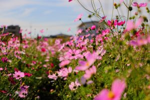 青空と雲と秋桜畑