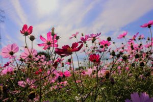 青空と太陽と雲と秋桜