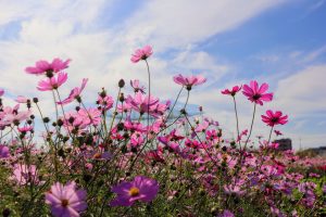 青空と雲と秋桜