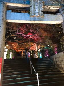 紅葉八幡宮もみじまつり鳥居から境内を望む