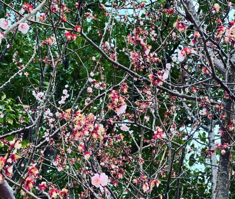 駕与丁公園の花