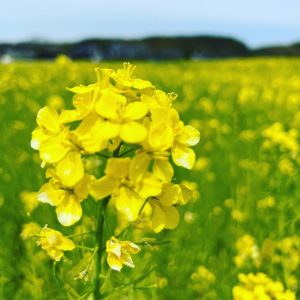 菜の花のアップ画像