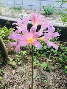 ピンクの花