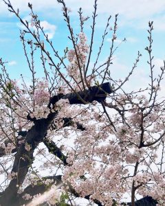 桜