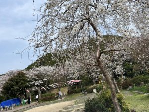 桜と鯉のぼり