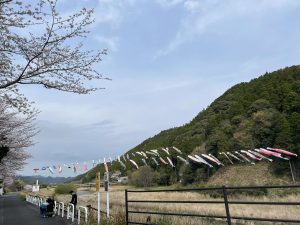 桜と鯉のぼり