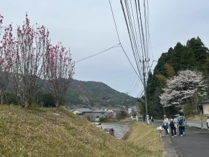 桜
