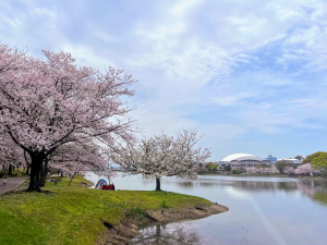 公園と池と桜