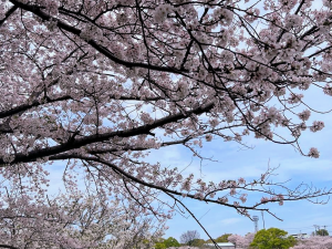 桜