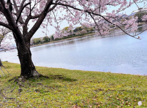 公園と池と桜