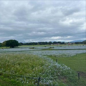 ネモフィラが咲く公園