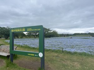 ネモフィラが咲く海の中道海浜公園