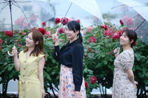 雨の降る中、バラをバックに左を向いて傘を持つ女性３人