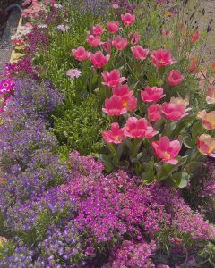色とりどりのたくさんの花
