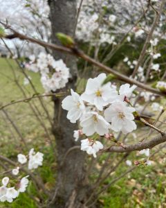 桜の花