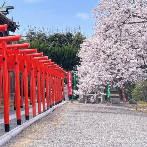 神社の鳥居とさくら