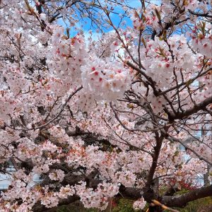桜