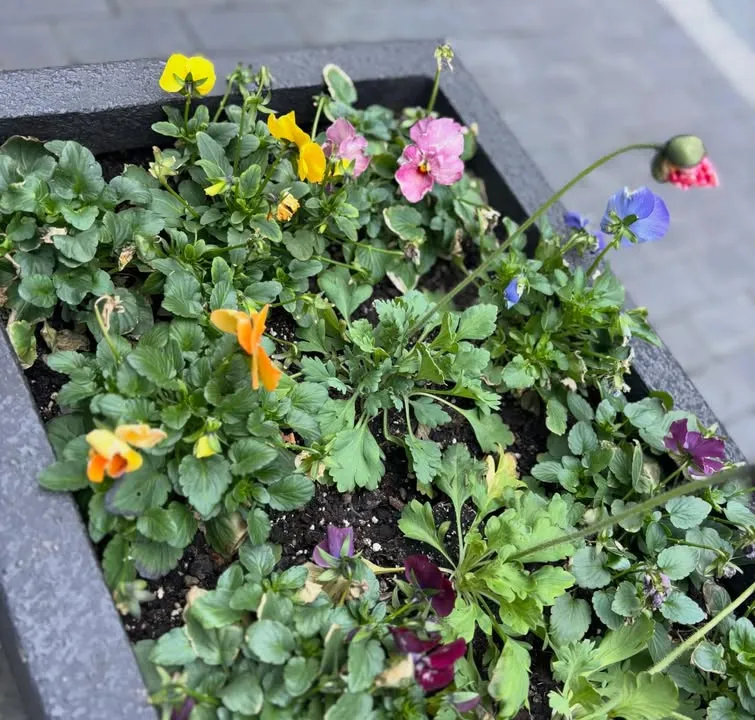 今日も冬のお花たちに見守られながら（2枚目）