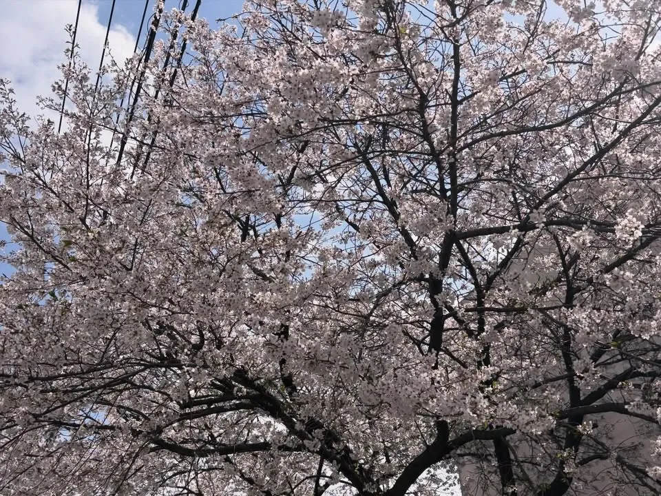 FGN大花見🌸（3枚目）
